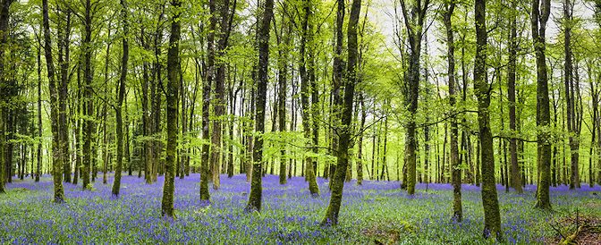 About Me. Bluebell Wood Hero Image